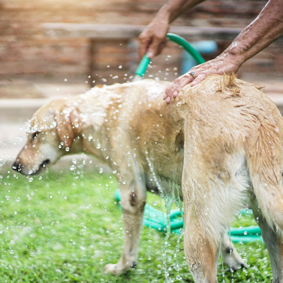 dogbath2.jpg