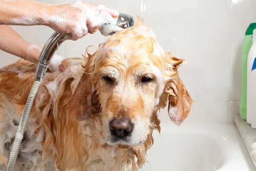 dogbath3.jpg